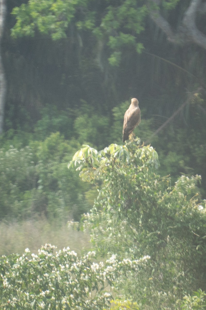 Busardo Sabanero - ML645043365