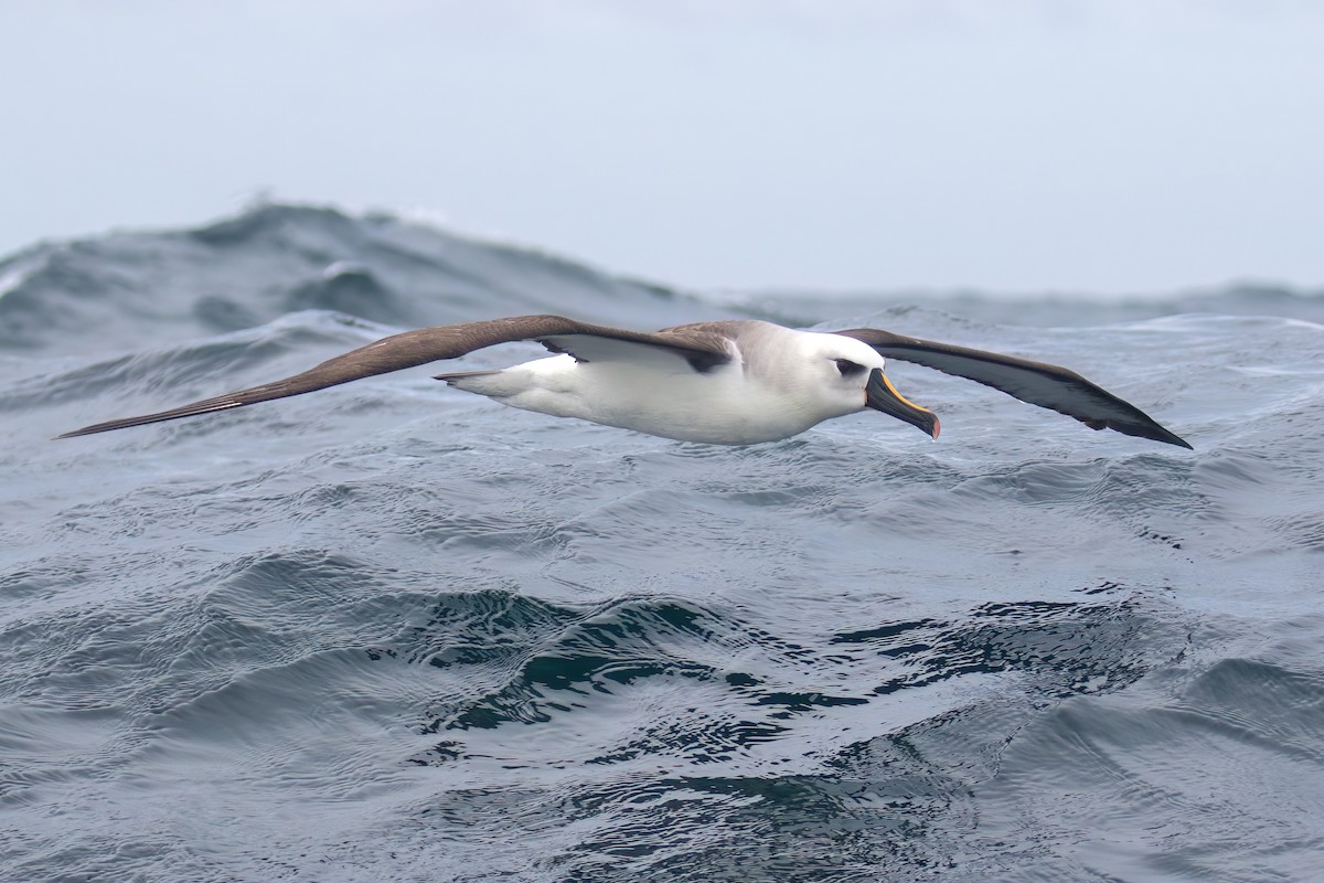 Atlantic Yellow-nosed Albatross - ML645043395