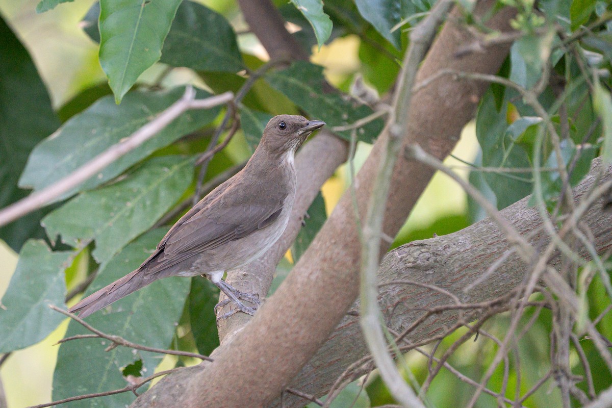 Black-billed Thrush - ML645043413