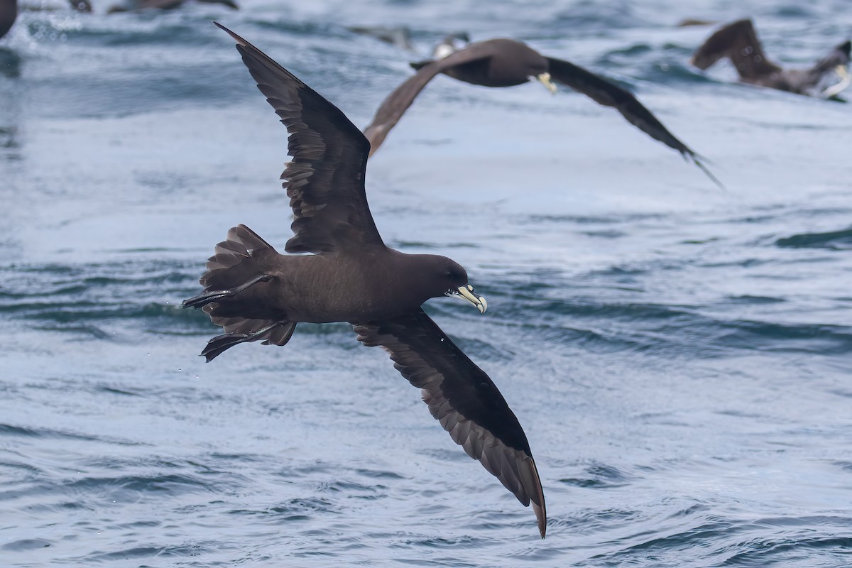 Beyaz Gıdılı Yelkovan - ML645043417