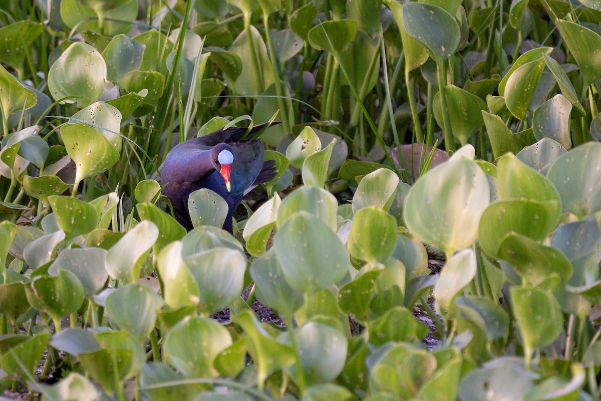 Uroilo urdin amerikarra - ML645043419