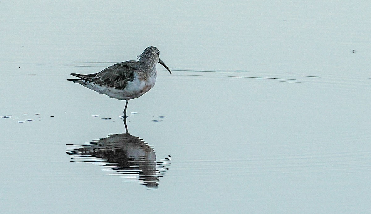 Curlew Sandpiper - ML645043430