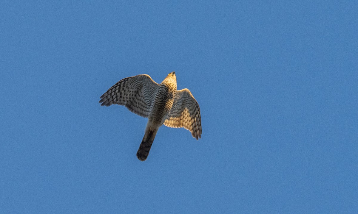 Eurasian Sparrowhawk - ML645043443