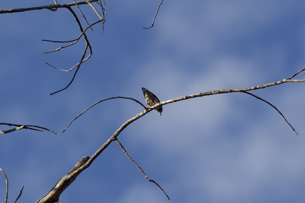 Varied Sittella - ML645043446