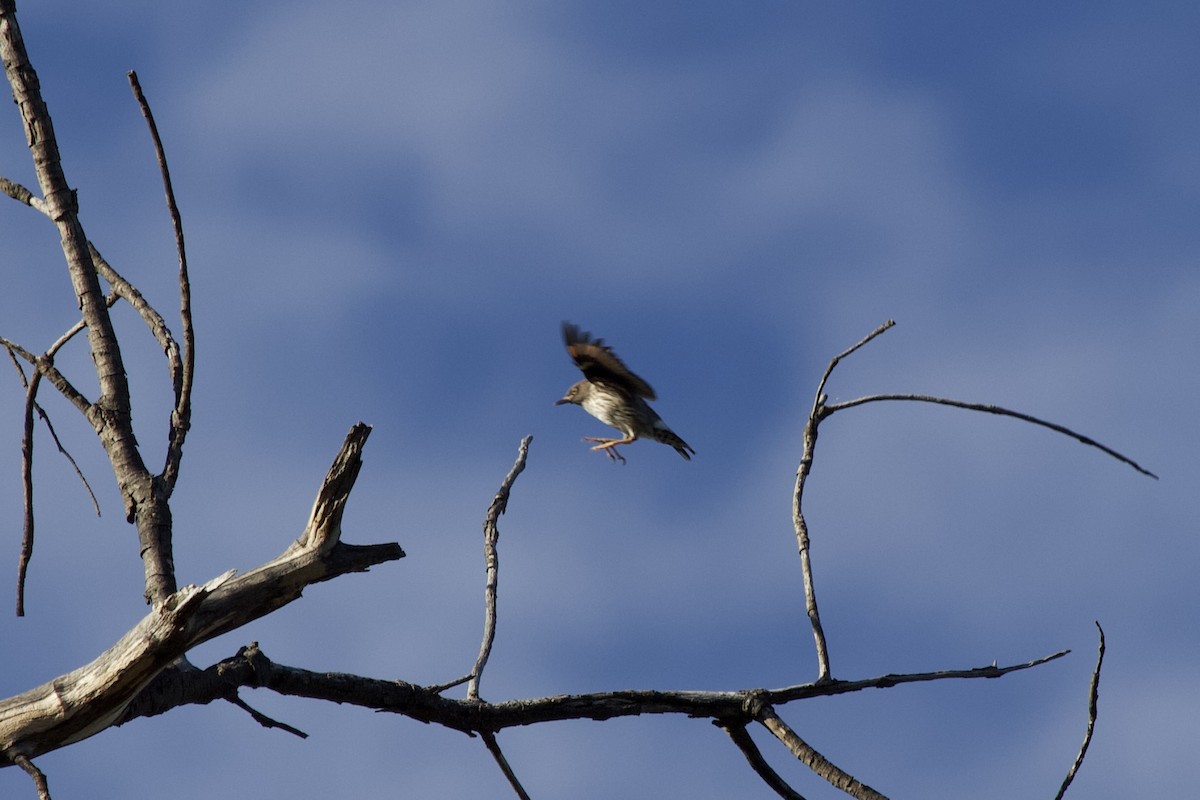 Varied Sittella - ML645043447