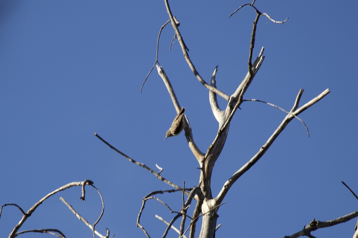 Varied Sittella - ML645043448