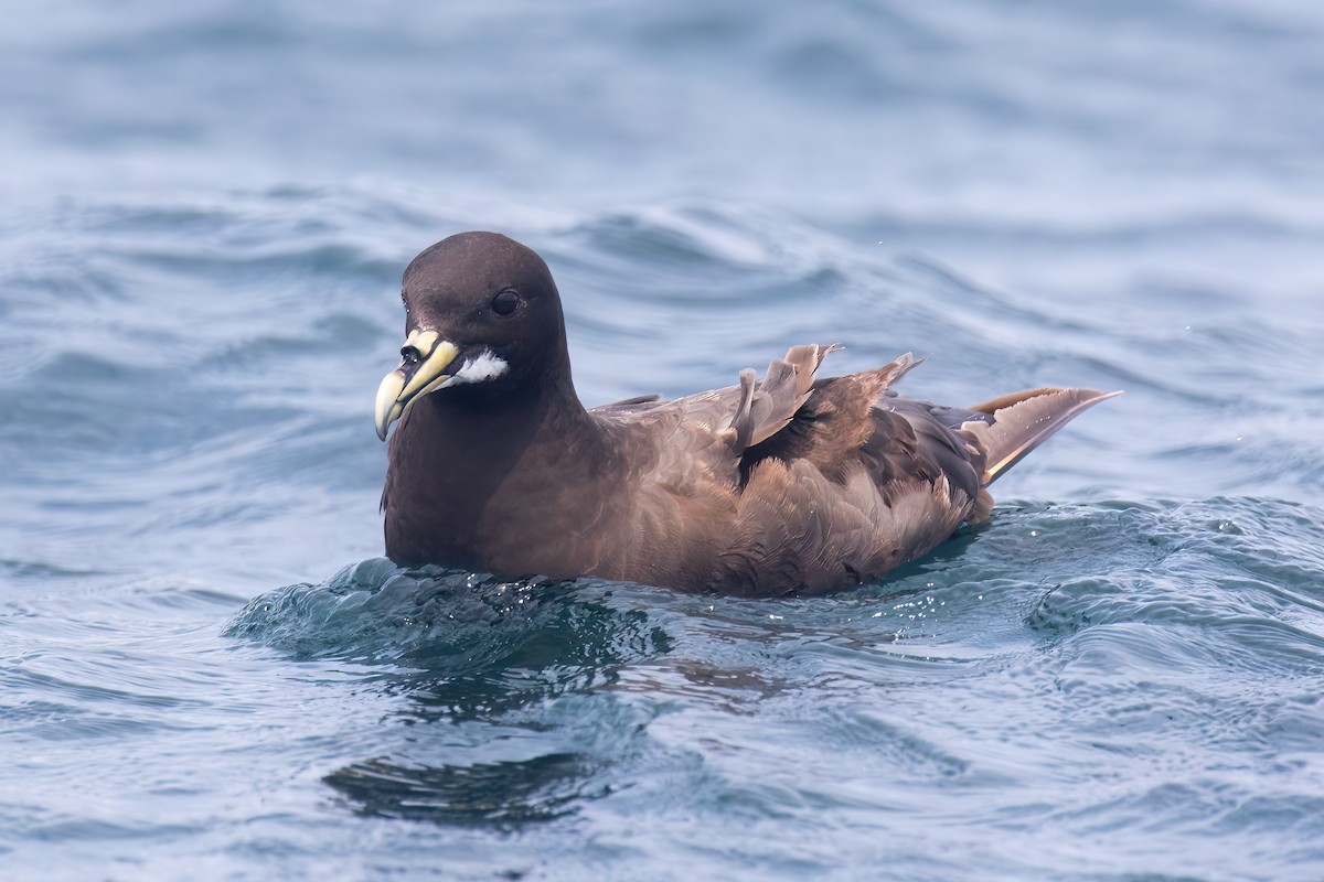 Beyaz Gıdılı Yelkovan - ML645043453