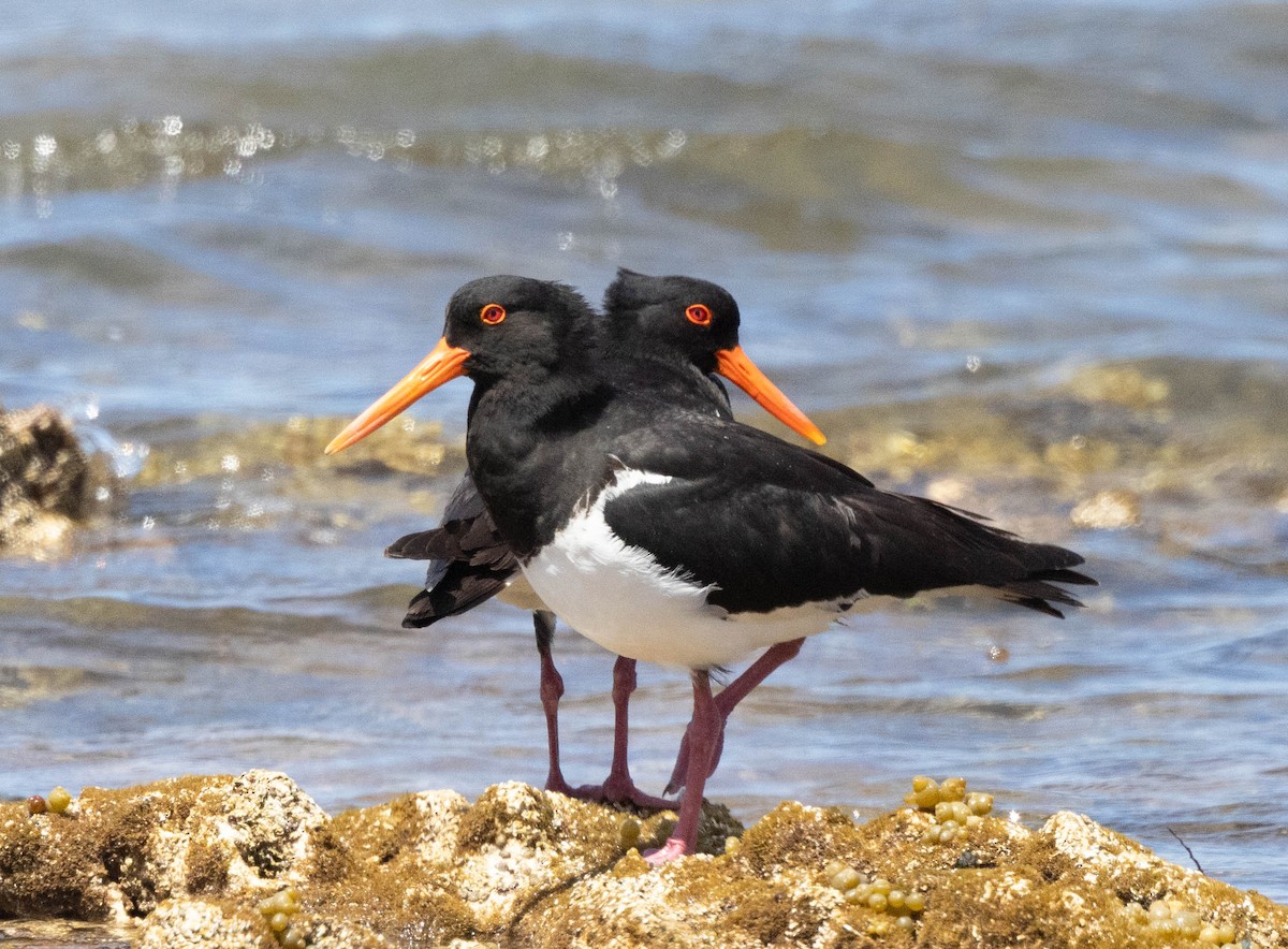 Pied Oystercatcher - ML645043458