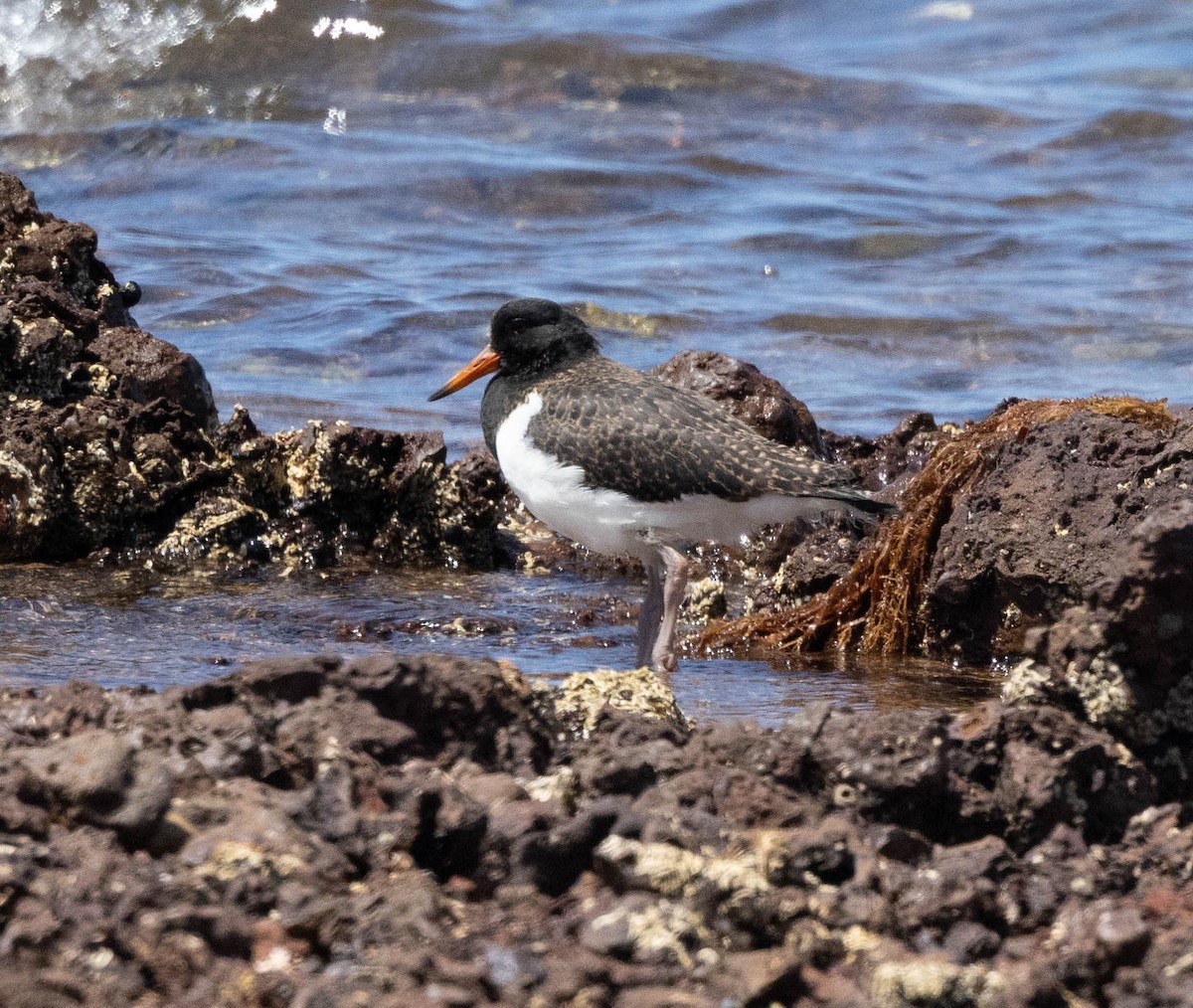 Pied Oystercatcher - ML645043459