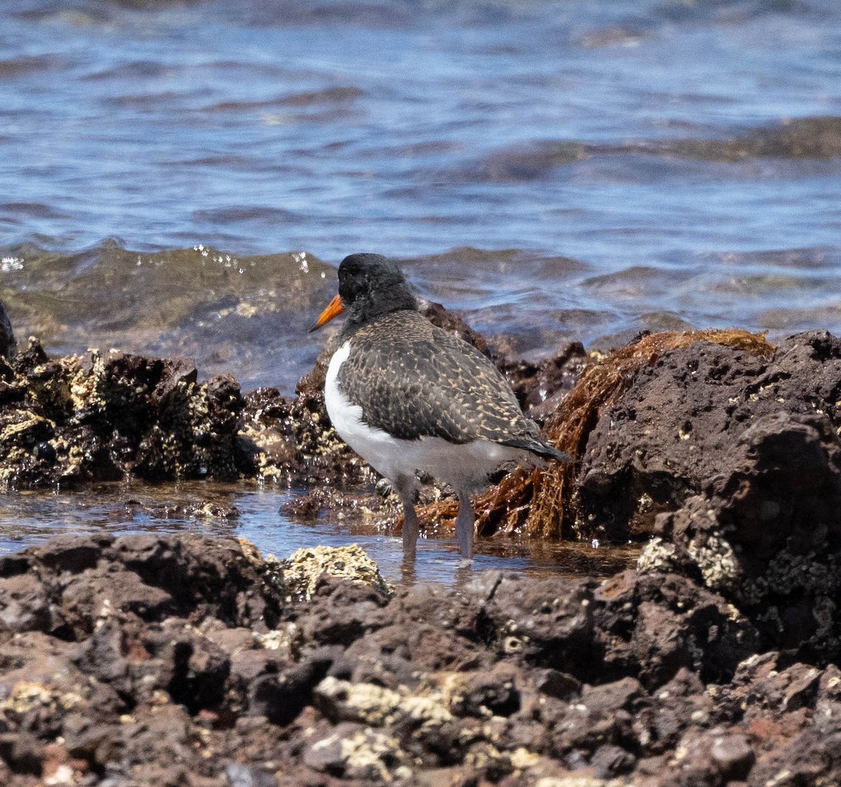 Pied Oystercatcher - ML645043460
