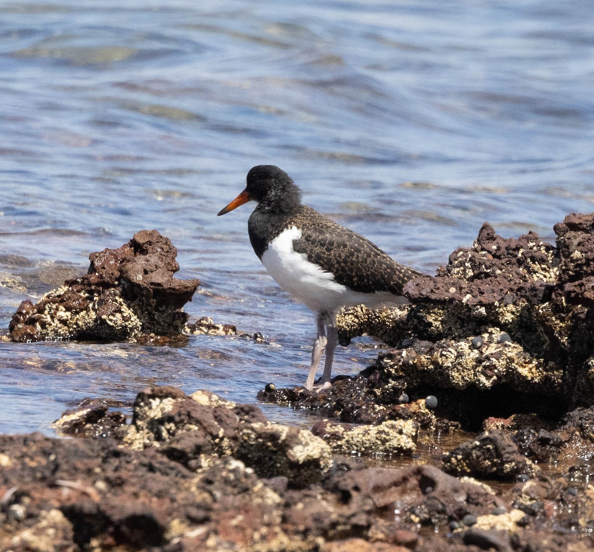 Pied Oystercatcher - ML645043464