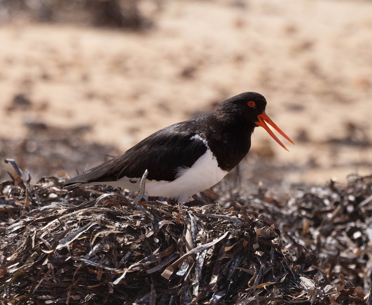 Pied Oystercatcher - ML645043466