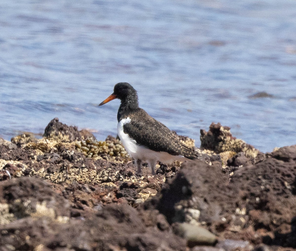 Pied Oystercatcher - ML645043467