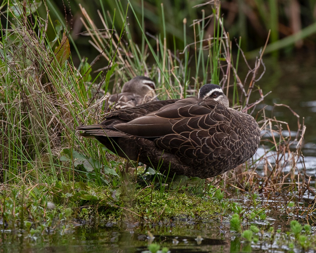 Pacific Black Duck - ML645043491