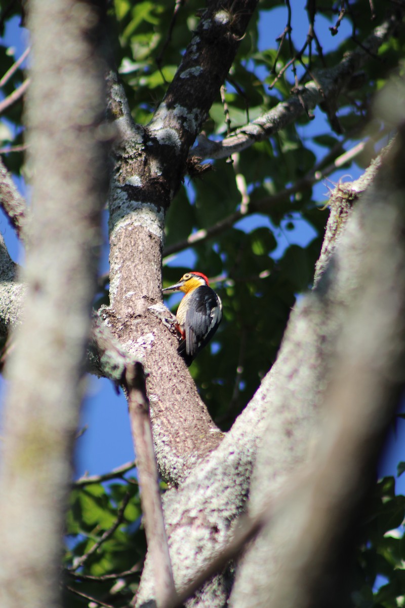 Гіла жовтогорла - ML645043492