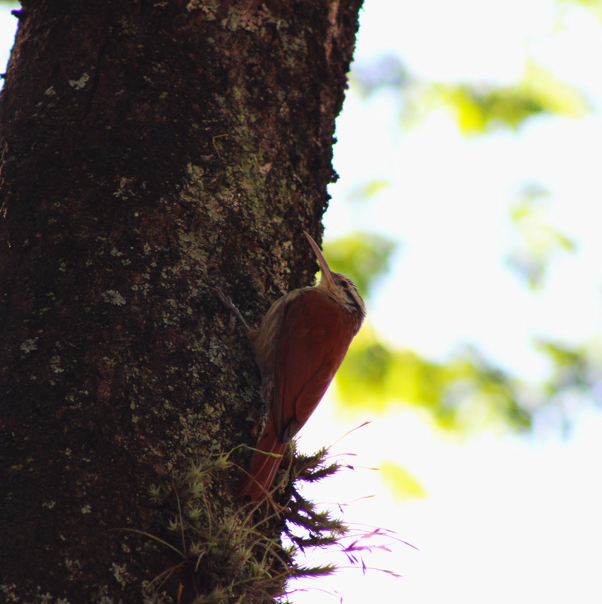 Дереволаз вузькодзьобий - ML645043496