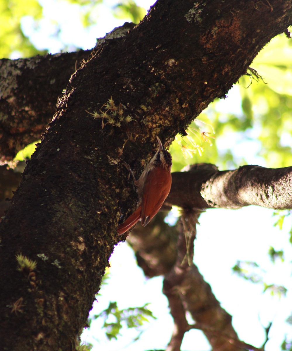 Дереволаз вузькодзьобий - ML645043497