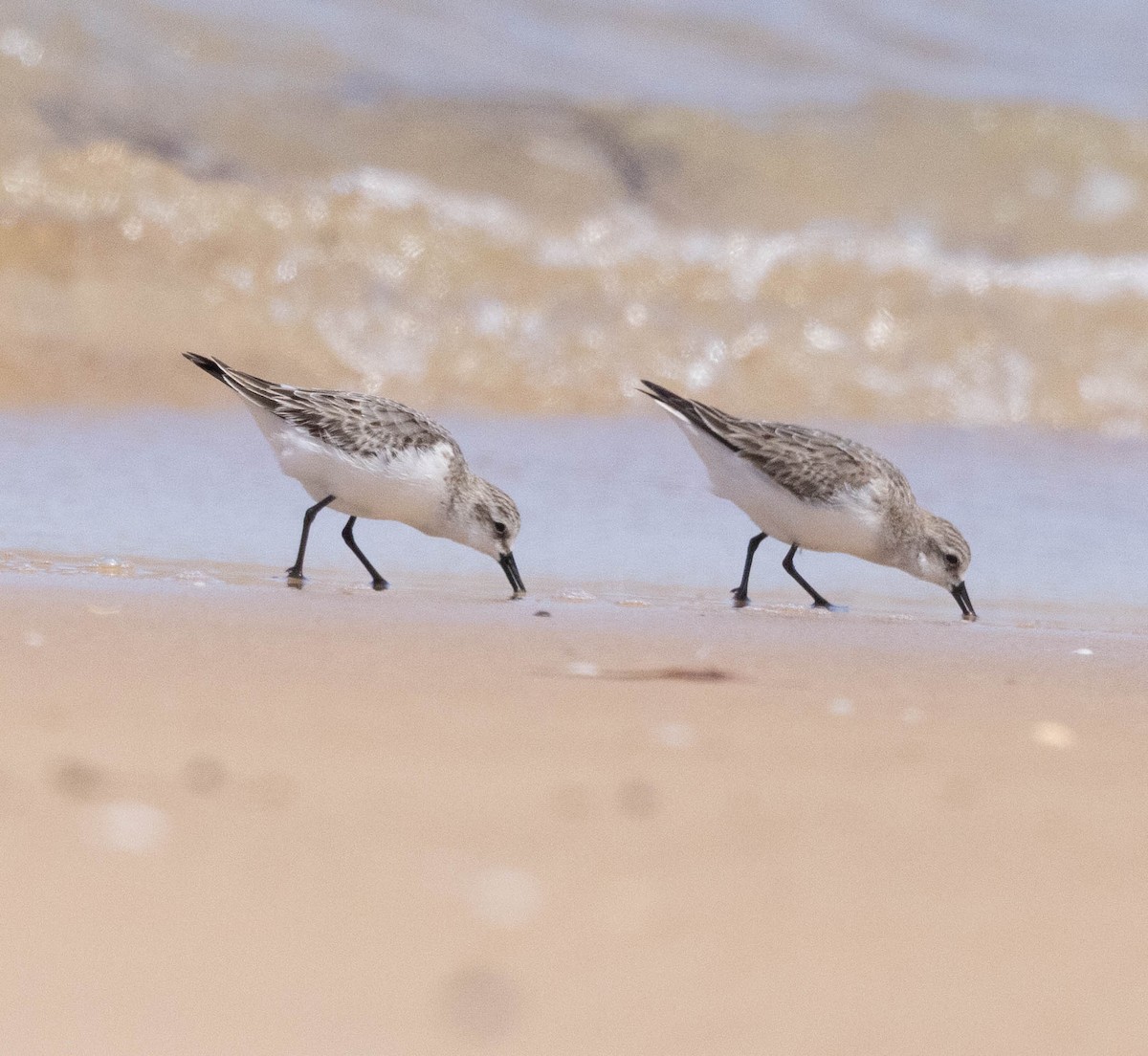 Red-necked Stint - ML645043505