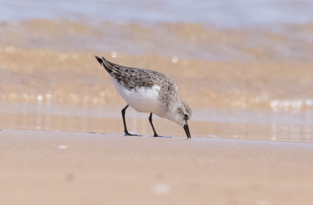 Red-necked Stint - ML645043506
