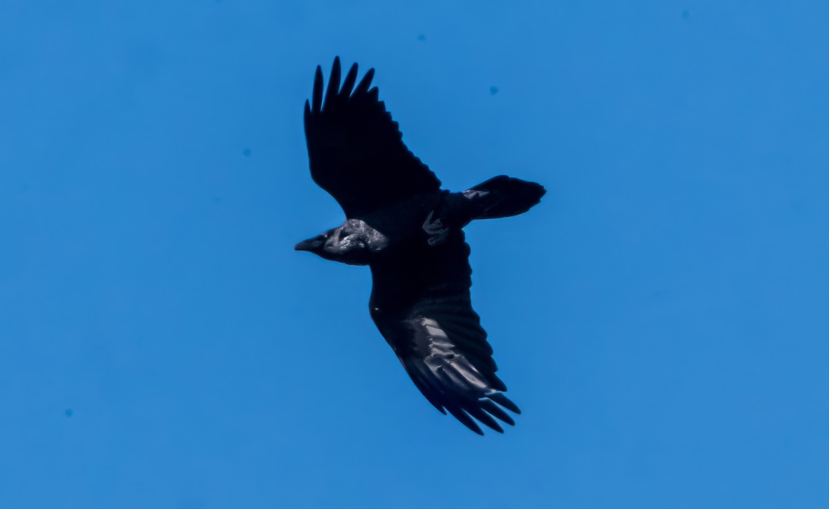 Cuervo Grande - ML645043509