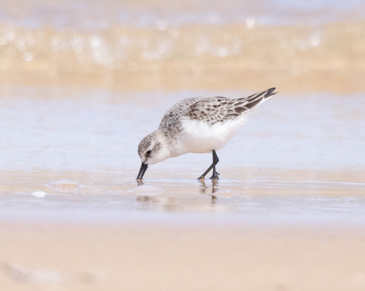 Red-necked Stint - ML645043513