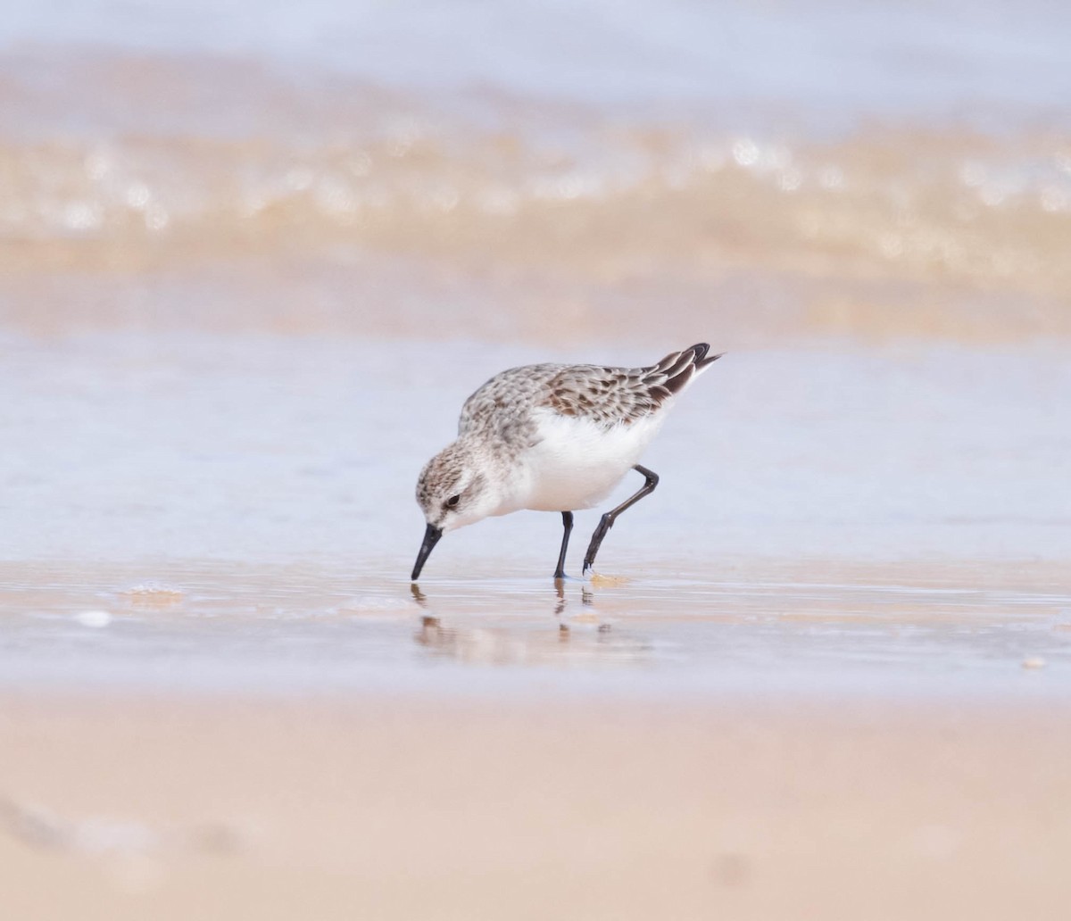 Red-necked Stint - ML645043515