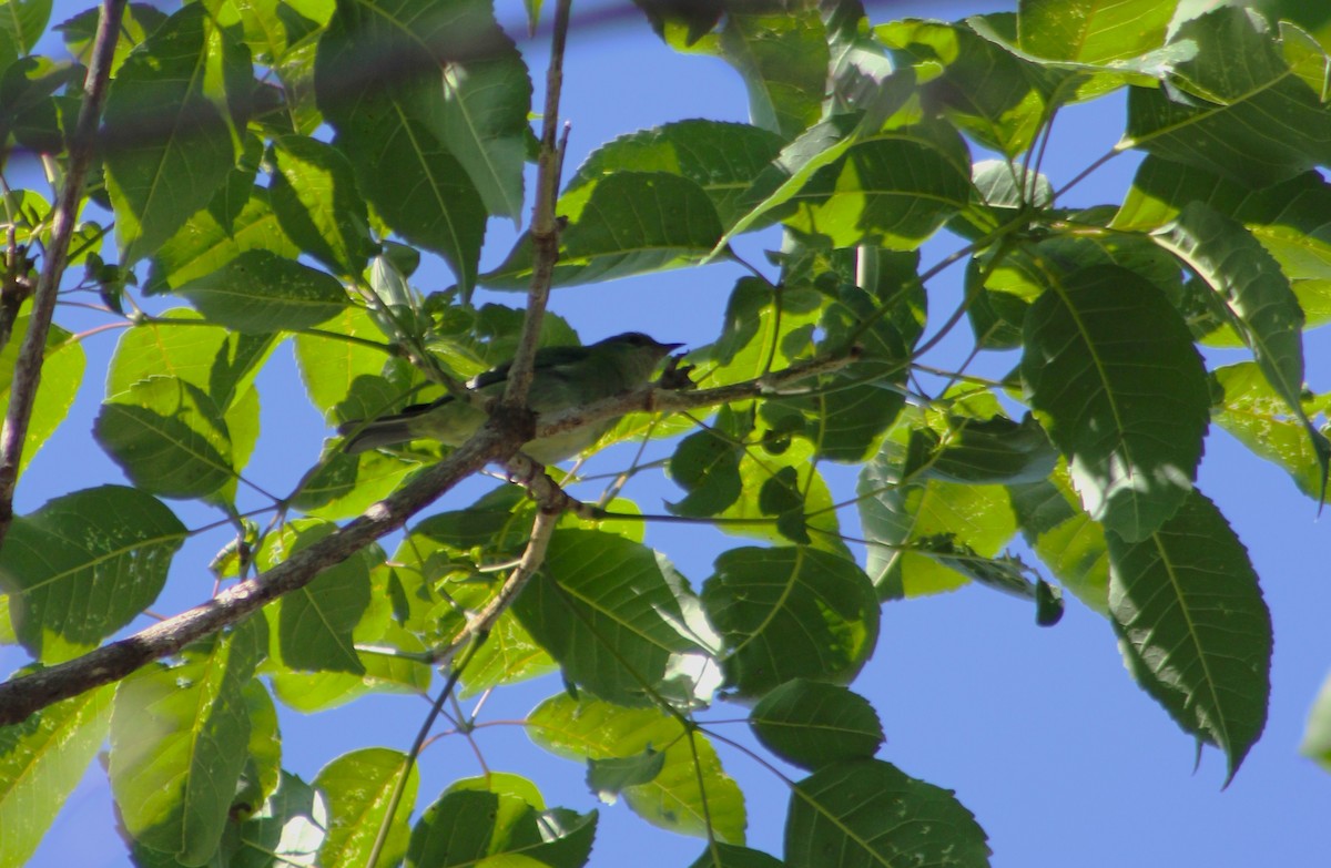 Цукрист блакитний - ML645043525