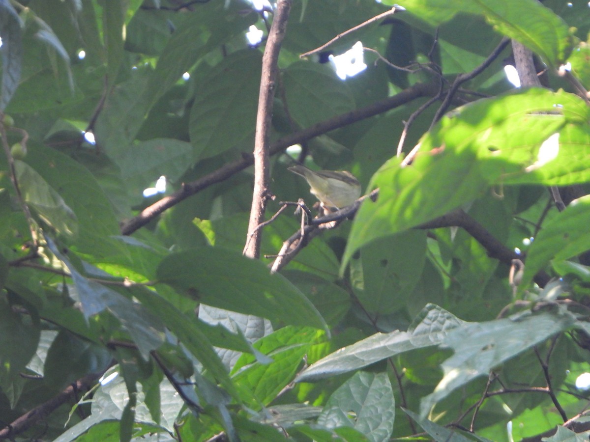 Green Warbler - ML645043528