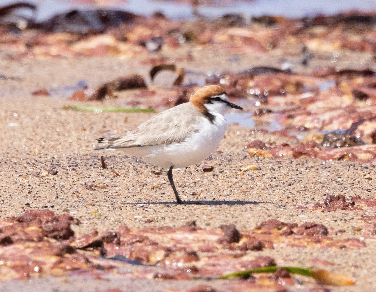 Red-capped Plover - ML645043531