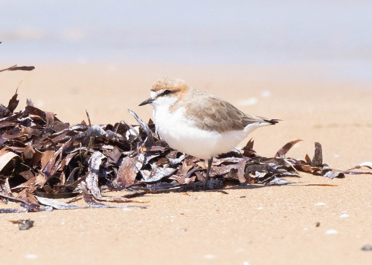 Red-capped Plover - ML645043533