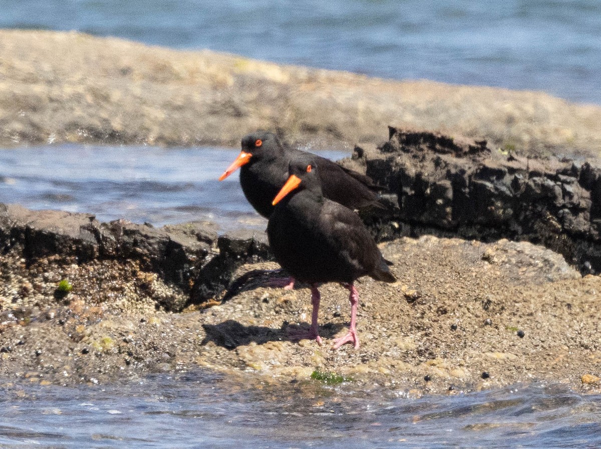 Sooty Oystercatcher - ML645043535