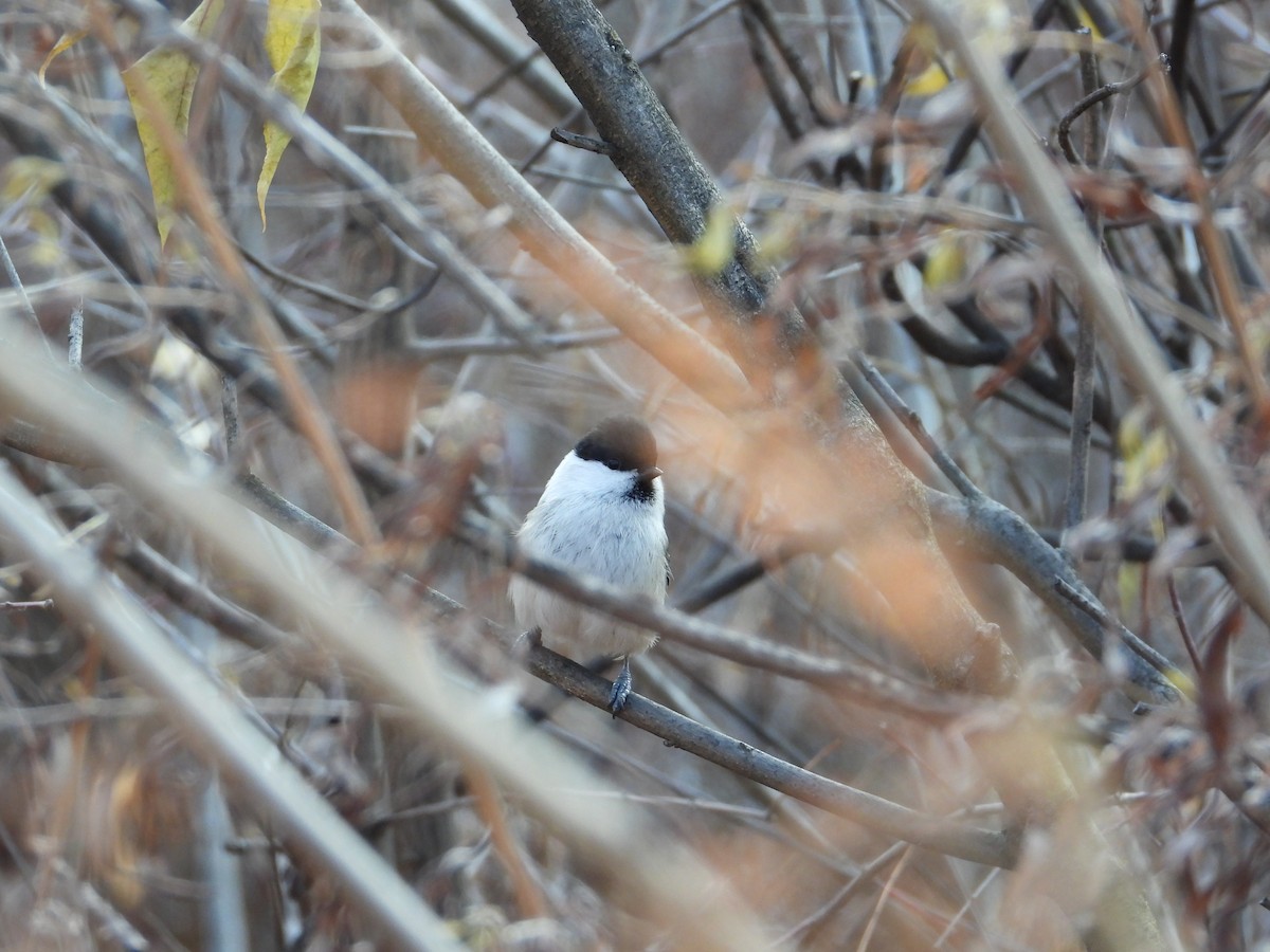 Пухляк - ML645043544