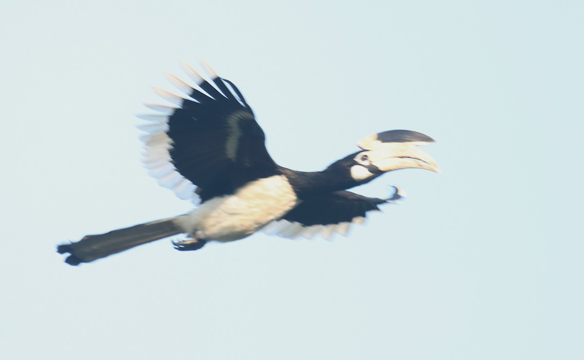 カササギサイチョウ - ML645043556