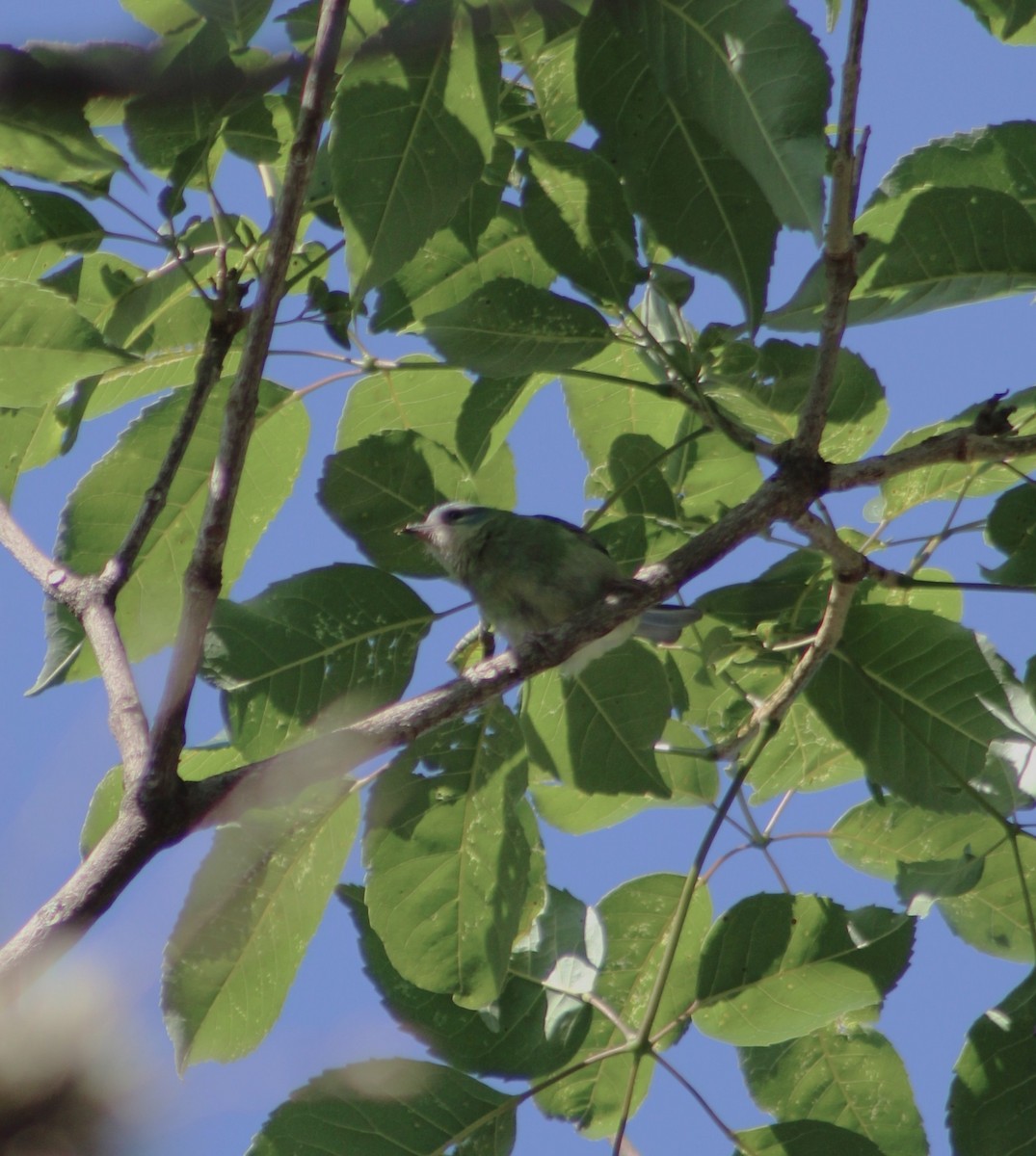 Цукрист блакитний - ML645043558