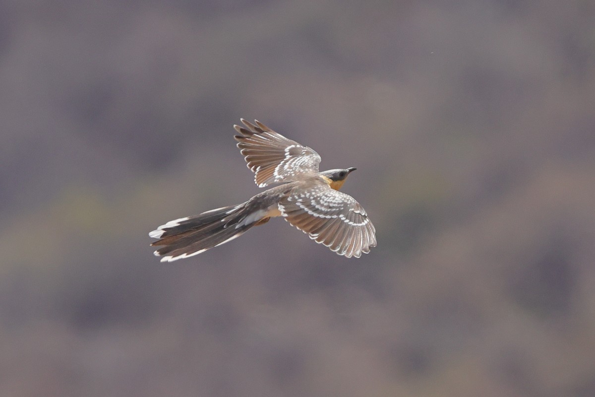 Зозуля чубата - ML645043559