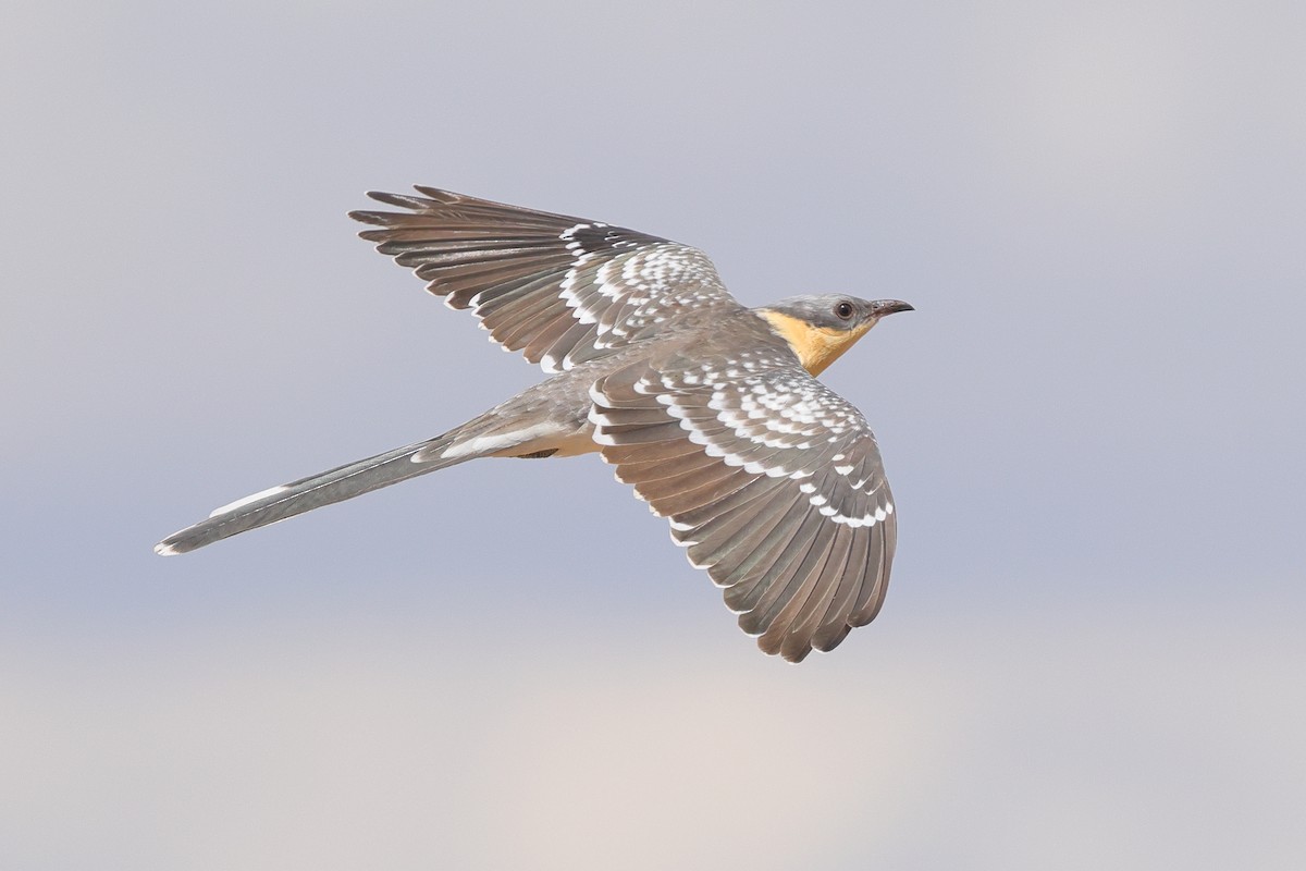 Зозуля чубата - ML645043560