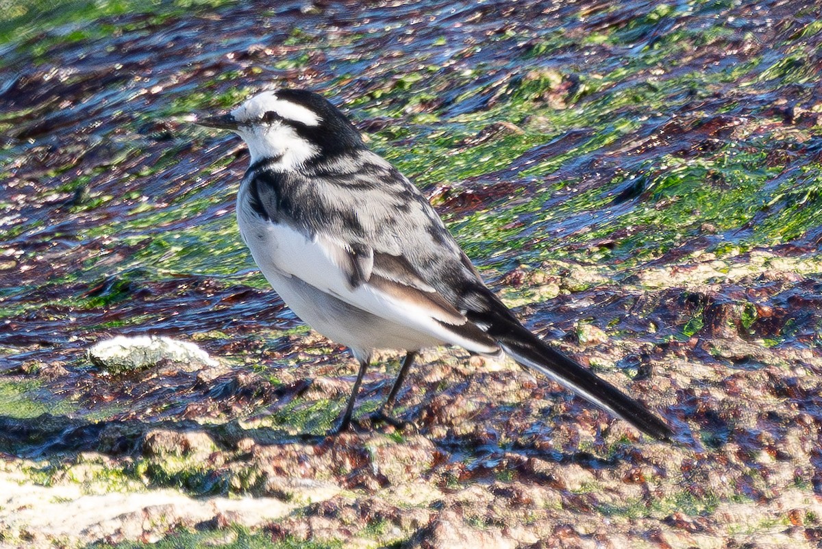 Bergeronnette grise (lugens) - ML645043568