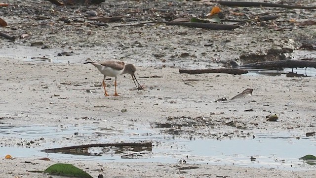 Yeşilbacak - ML645043572