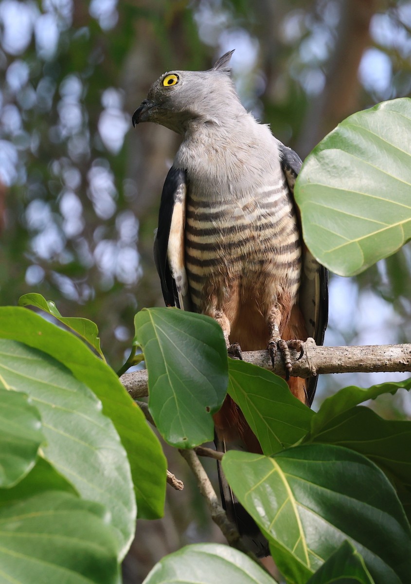Pacific Baza - ML645043578