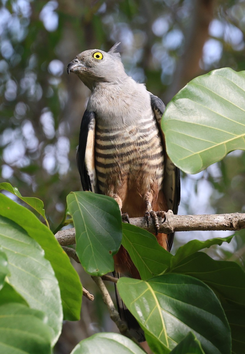 Pacific Baza - ML645043579
