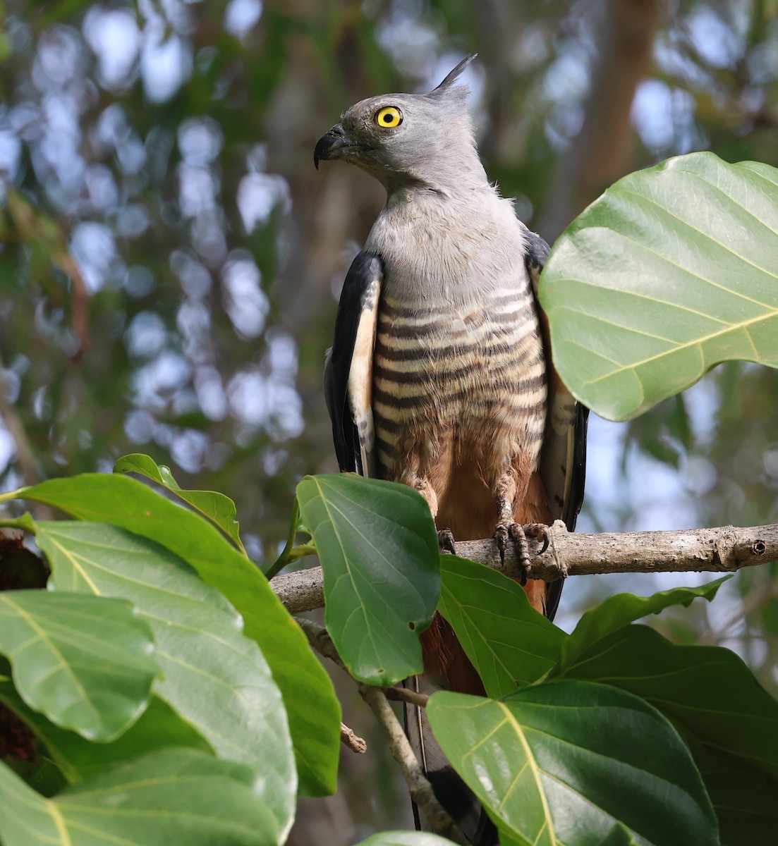Pacific Baza - ML645043580