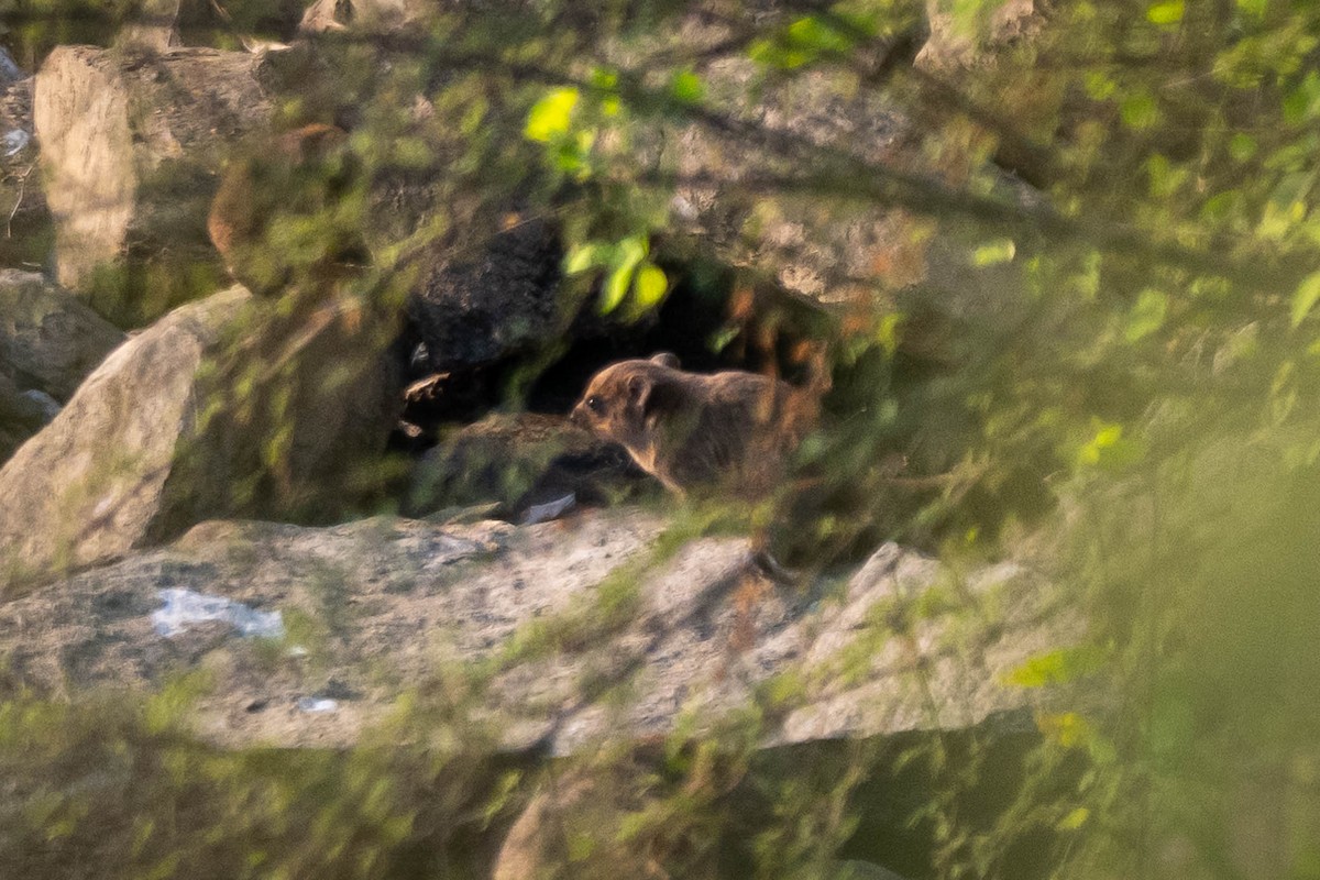 Rock Hyrax - ML645043586