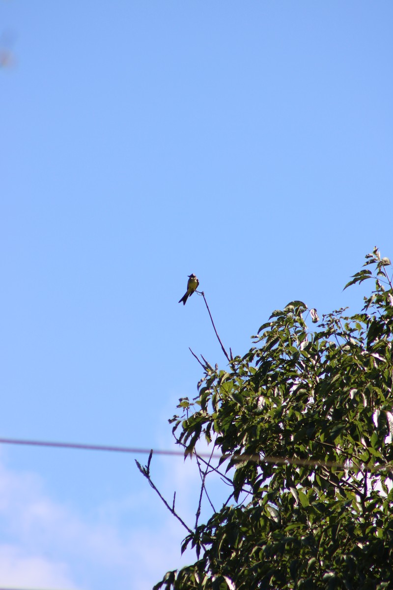 Тиран тропічний - ML645043587