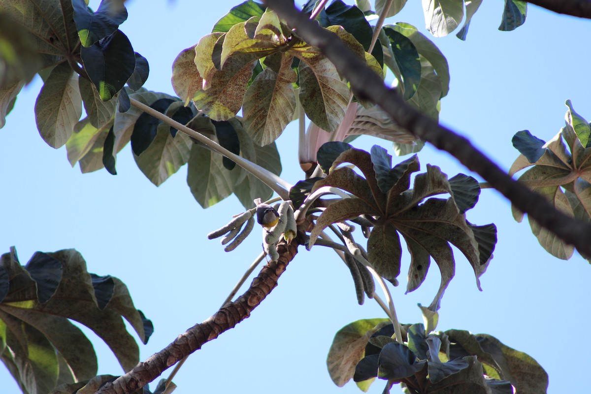 Цереба - ML645043591