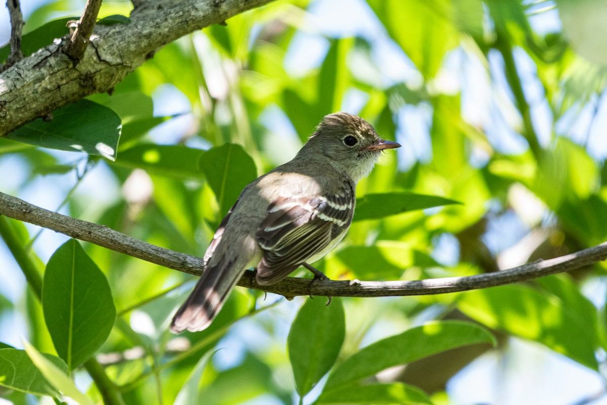 Small-billed Elaenia - ML645043596