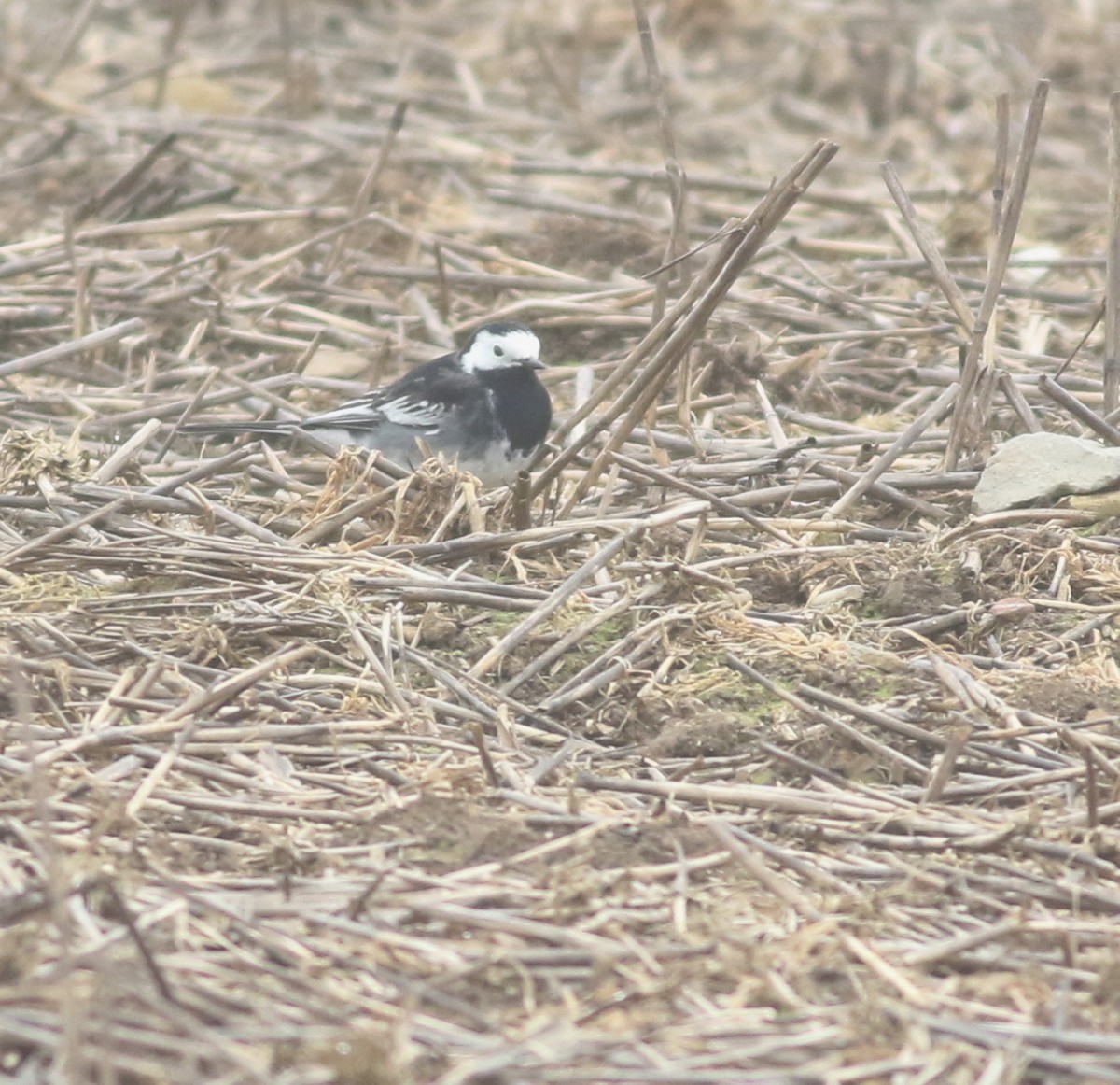 Bergeronnette grise - ML645043604