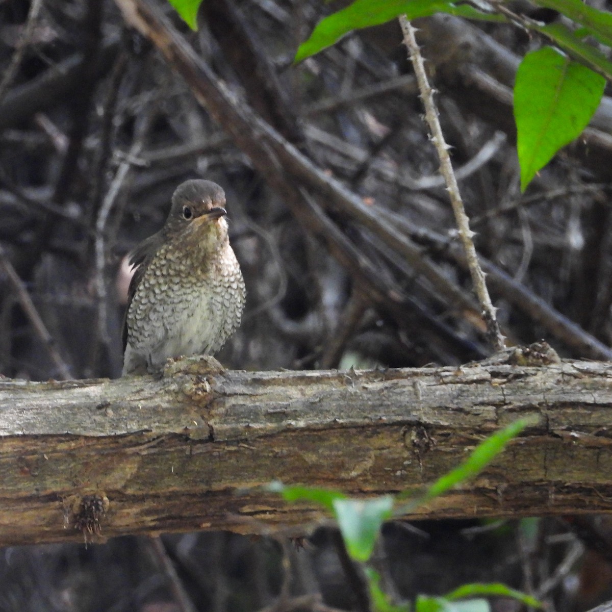 Blue-capped Rock-Thrush - ML645043612