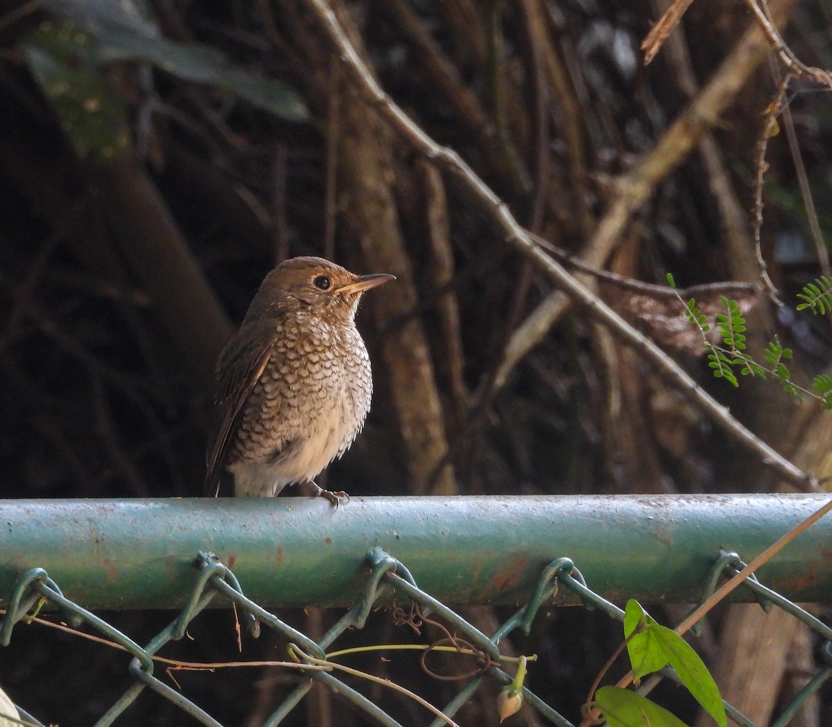 Blue-capped Rock-Thrush - ML645043613