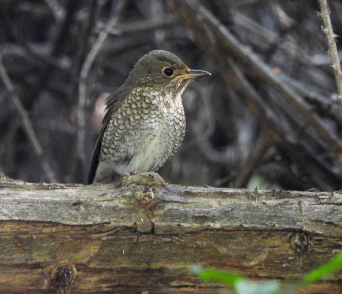 Blue-capped Rock-Thrush - ML645043614