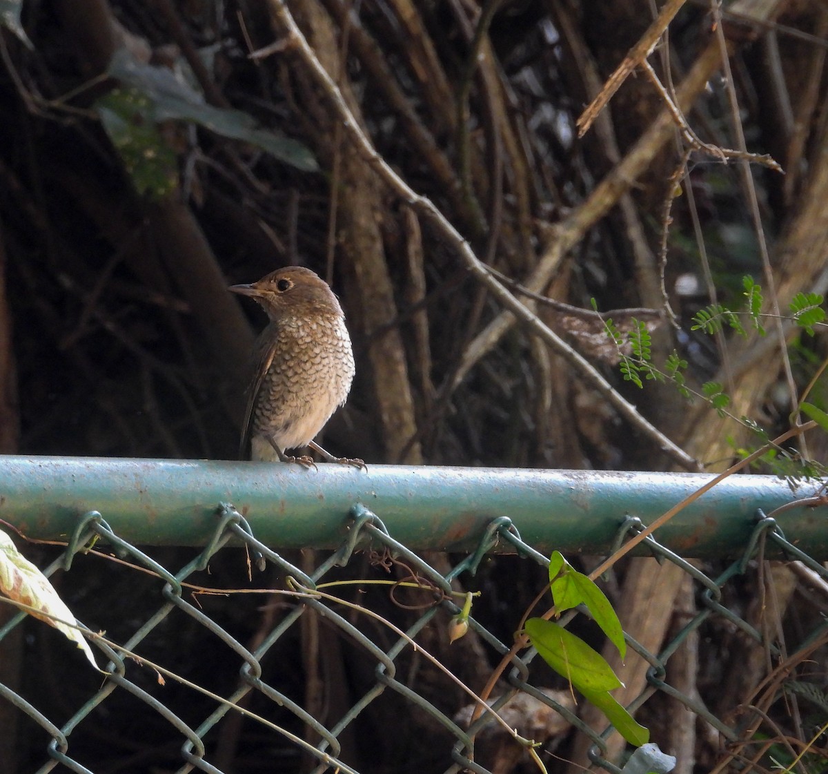 Blue-capped Rock-Thrush - ML645043615
